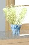 Potted Plant